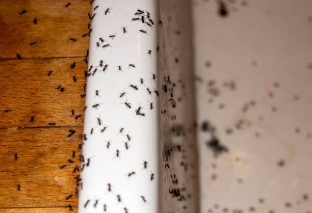 Best Termite Control Services  in Marshville, NC